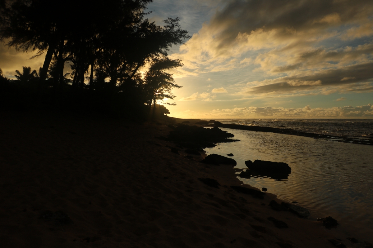 silhouette of the palm trees   